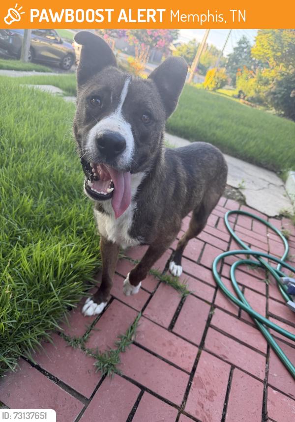 Found/Stray Male Dog last seen South Cox Street and Evelyn Ave, Memphis, TN 38104