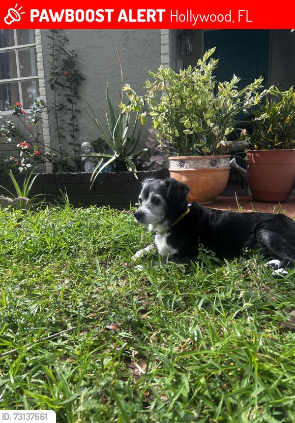 Lost Female Dog last seen Unknown, Hollywood, FL 33024