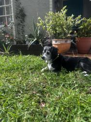 Lost Female Dog last seen Unknown, Hollywood, FL 33024