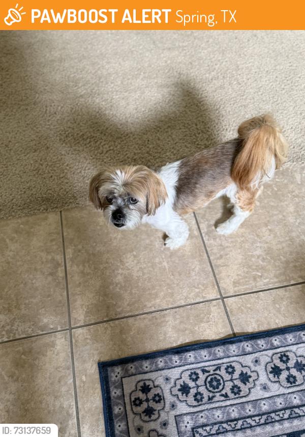 Found/Stray Unknown Dog last seen Gosling & 2920 - HEB parking lot, Spring, TX 77388