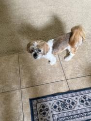 Found/Stray Unknown Dog last seen Gosling & 2920 - HEB parking lot, Spring, TX 77388