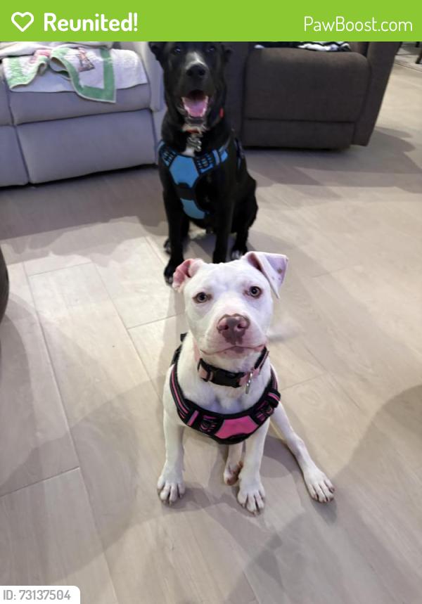 Reunited Female Dog last seen Clark and Grove, North Richland Hills, TX 76180