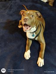 Lost Female Dog last seen Douglasville Ga, Douglasville, GA 30134