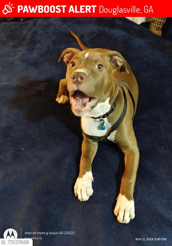 Lost Female Dog last seen Douglasville Ga, Douglasville, GA 30134