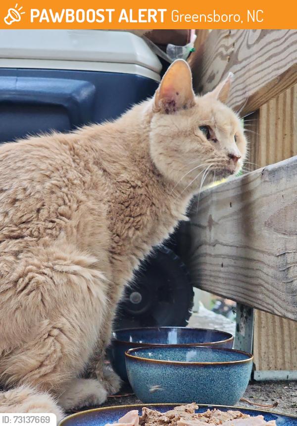 Found/Stray Unknown Cat last seen Porch, Greensboro, NC 27408