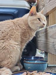 Found/Stray Unknown Cat last seen Porch, Greensboro, NC 27408