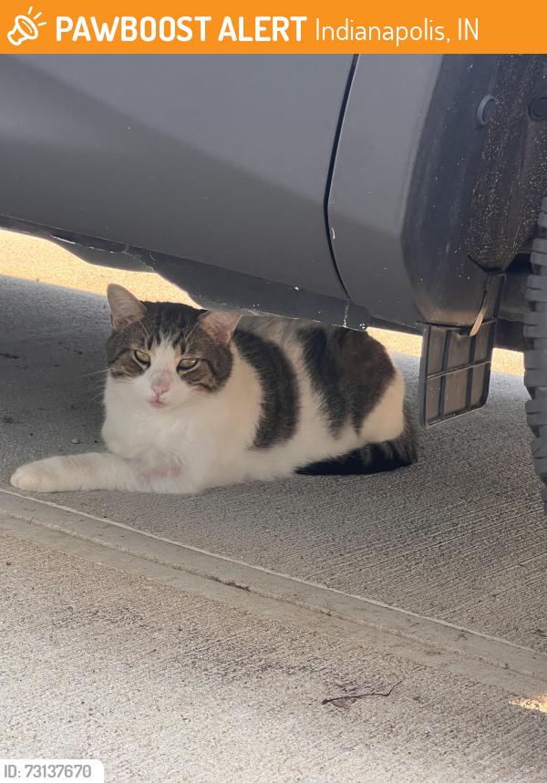 Found/Stray Male Cat last seen E 10th and Ritter Ave (near community east hosp), Indianapolis, IN 46219