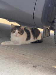 Found/Stray Male Cat last seen E 10th and Ritter Ave (near community east hosp), Indianapolis, IN 46219