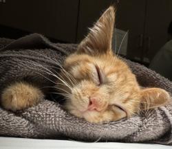Shelter Stray Female Cat last seen Pendleton Ave and E Madison Ave, Out of County - Madison, IN, 10501 Hague Rd, Fishers, IN 46038, USA