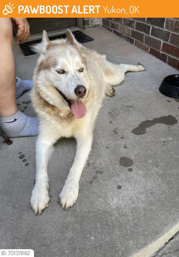 Found/Stray Female Dog last seen Wilshire & County Line, Yukon, OK 73099