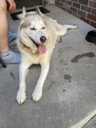 Found/Stray Female Dog last seen Wilshire & County Line, Yukon, OK 73099