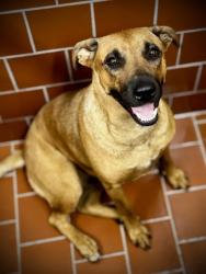 Shelter Stray Female Dog last seen Near Mansfield Hwy, FOREST HILL, TX, 3961 Bluebell Dr, Everman, TX 76140, USA