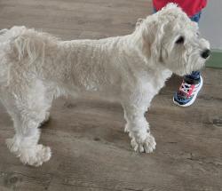 Lost Male Dog last seen Montreal, Montréal, QC H1L 6C8