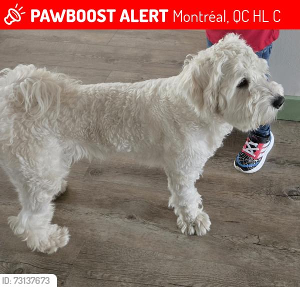 Lost Male Dog last seen Montreal, Montréal, QC H1L 6C8