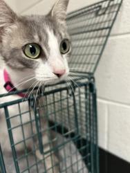 Shelter Stray Female Cat last seen Near Benton Cir, City of Knoxville ASO, TN, 3201 Division St, Knoxville, TN 37919, USA