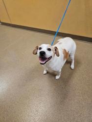 Shelter Stray Male Dog last seen Joe Wilson / Calvert, Cedar Hill, TX, 1150 E Pleasant Run Rd, Cedar Hill, TX 75104, USA