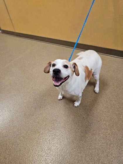 Shelter Stray Male Dog last seen Joe Wilson / Calvert, Cedar Hill, TX, 1150 E Pleasant Run Rd, Cedar Hill, TX 75104, USA