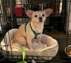 Shelter Stray Male Dog last seen Near Candler Road K12 Decatur, 30032, 30032, GA, 3280 Chamblee Dunwoody Rd, Chamblee, GA 30341, USA