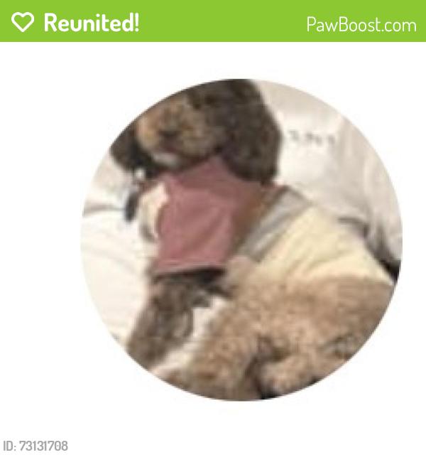 Reunited Male Dog last seen Racetrack and Newport dr, Henderson, NV 89015