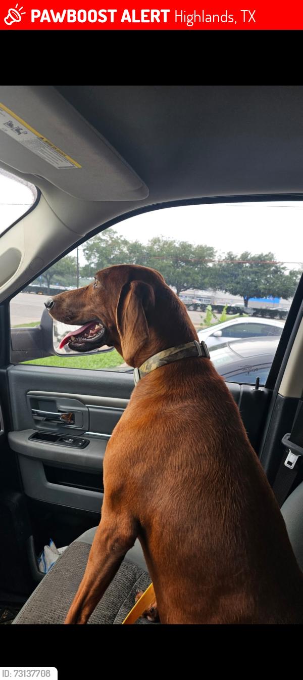 Lost Male Dog last seen Highlands, TX, Highlands, TX 77562