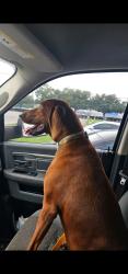 Lost Male Dog last seen Highlands, TX, Highlands, TX 77562