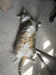 Reunited Male Cat last seen Near Rabbits Run St, Waldorf, MD 20601, USA, Waldorf, MD 20601