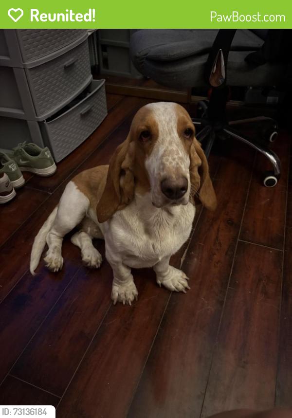 Reunited Female Dog last seen mission and ajo, Tucson, AZ 85713