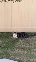 Lost Male Cat last seen On the top of Apollo Drive’s hill, Vista, CA 92084
