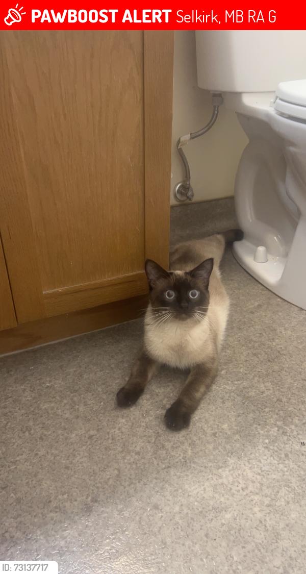 Lost Male Cat last seen Phyllis between jemima and main, Selkirk, MB R1A 1G3