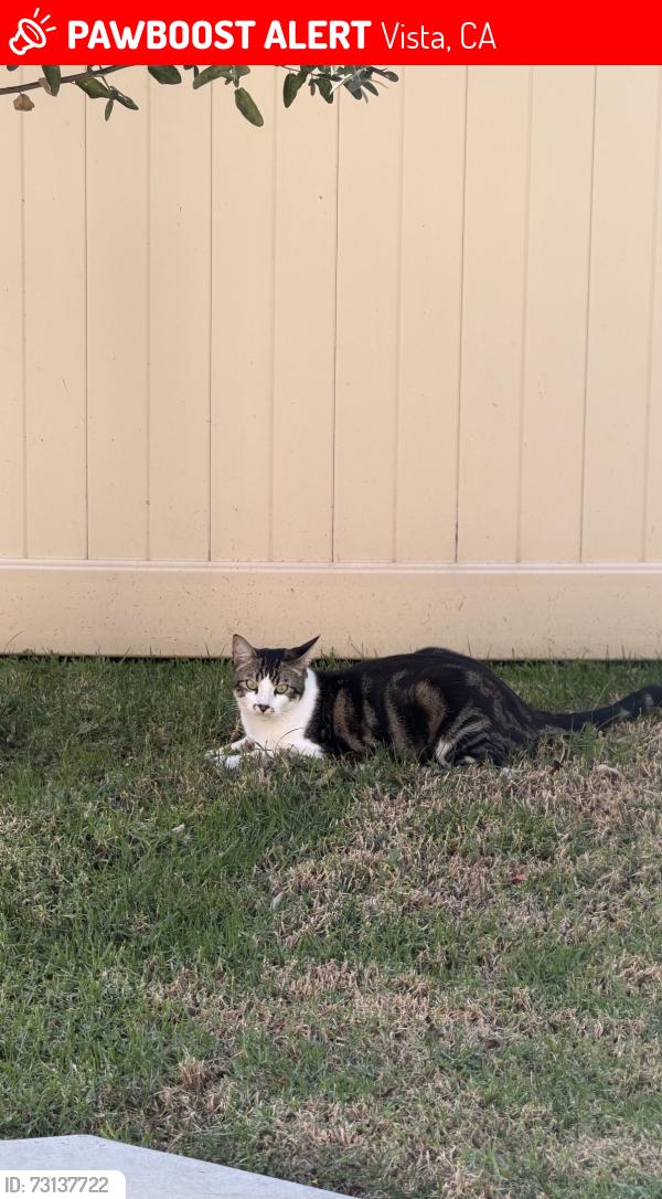 Lost Male Cat last seen On the top of Apollo Drive’s hill, Vista, CA 92084