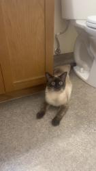 Lost Male Cat last seen Phyllis between jemima and main, Selkirk, MB R1A 1G3