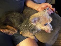 Found/Stray Female Dog last seen Deer park high school north campus, Deer Park, TX 77536