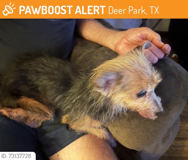 Found/Stray Female Dog last seen Deer park high school north campus, Deer Park, TX 77536