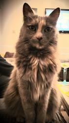 Reunited Female Cat last seen Tonfield rd, Greater London, England SM3 9JS
