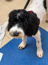 Lost Female Dog last seen Island Ford Rd, Jacksboro, TN 37757