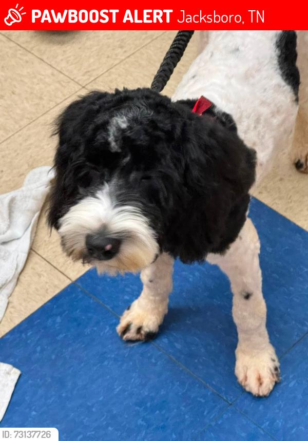 Lost Female Dog last seen Island Ford Rd, Jacksboro, TN 37757