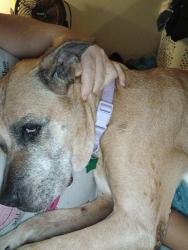 Reunited Female Dog last seen 3rd ave and Booker street, Titusville, FL 32780