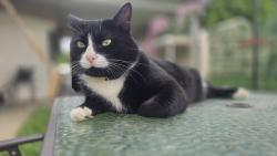 Lost Male Cat last seen Daystar Ln, Knoxville, TN 37918