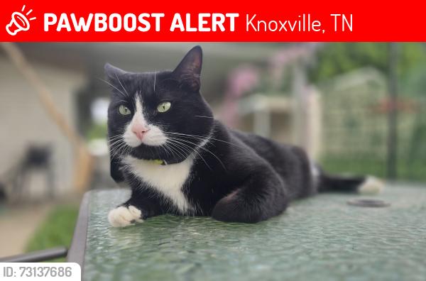 Lost Male Cat last seen Daystar Ln, Knoxville, TN 37918