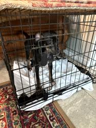 Found/Stray Female Dog last seen Randee rd and moon lake rd, Pasco County, FL 34654