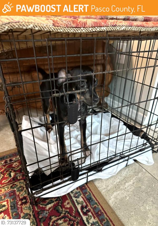 Found/Stray Female Dog last seen Randee rd and moon lake rd, Pasco County, FL 34654