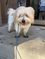 Found/Stray Male Dog last seen Seven gables & windfield ln, Symmes Township, OH 45249