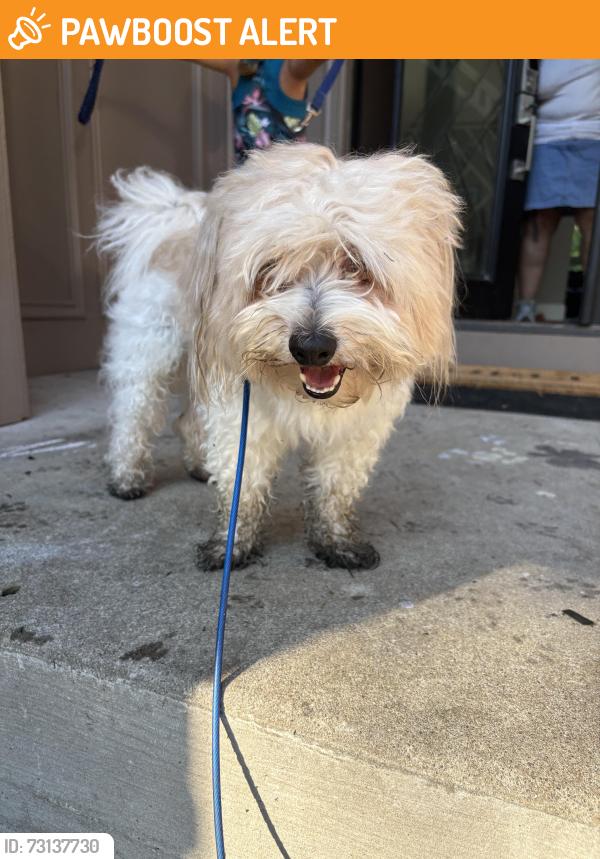 Found/Stray Male Dog last seen Seven gables & windfield ln, Symmes Township, OH 45249