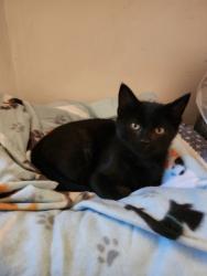 Shelter Stray Male Cat last seen Near W State Highway, Copperton Township, UT, 84006, 511 W 3900 S, Salt Lake City, UT 84123, USA