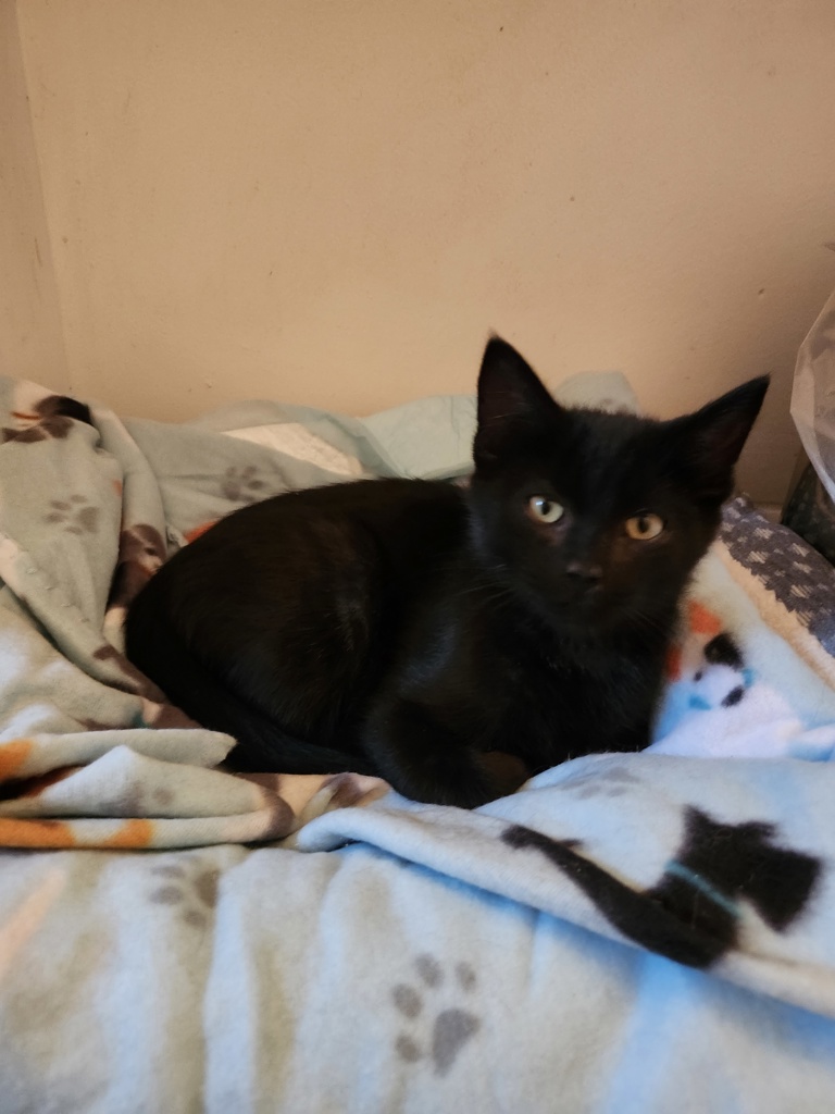 Shelter Stray Male Cat last seen Near W State Highway, Copperton Township, UT, 84006, 511 W 3900 S, Salt Lake City, UT 84123, USA
