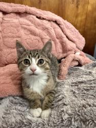 Shelter Stray Male Cat last seen Near N Redwood Road, SALT LAKE CITY, UT, 84116, 511 W 3900 S, Salt Lake City, UT 84123, USA