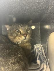 Shelter Stray Male Cat last seen Near W 5135 S, Kearns Township, UT, 84118, 511 W 3900 S, Salt Lake City, UT 84123, USA