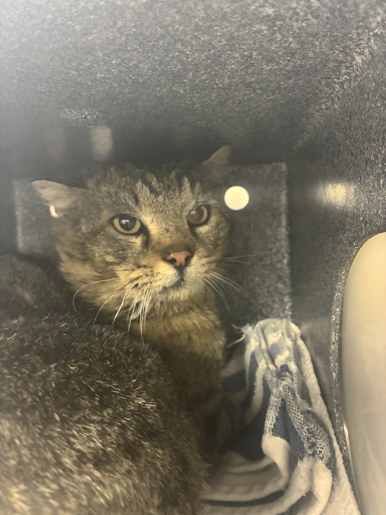 Shelter Stray Male Cat last seen Near W 5135 S, Kearns Township, UT, 84118, 511 W 3900 S, Salt Lake City, UT 84123, USA