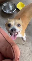 Reunited Female Dog last seen 41st and garnett, Tulsa, OK 74146