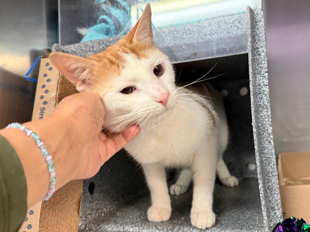 Shelter Stray Male Cat last seen Riverside Drive, NEW YORK, NY, 10040, 326 E 110th St, New York, NY 10029, USA